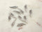 Small Angel Wing Charm, Silver Angel Wing, Bright Silver Wings, Angel Wing Charms, Angel Wing Charm, 17mm x 12mm, sold as 5 pieces.